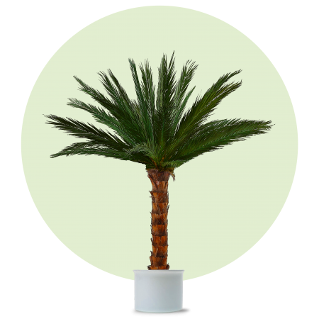 Palmen24.de ☀ Areca Palme S ☀ echte Palmwedel